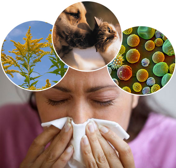 allergy allergy