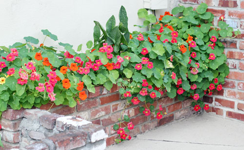 10 Amazing Mosquito Repellent Plants