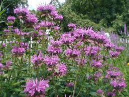 10 Amazing Mosquito Repellent Plants