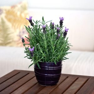 10 Amazing Mosquito Repellent Plants