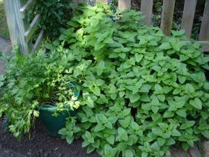 10 Amazing Mosquito Repellent Plants