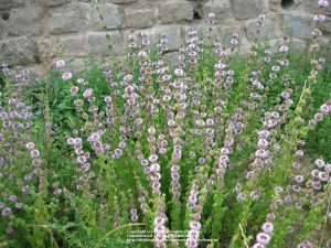 10 Amazing Mosquito Repellent Plants