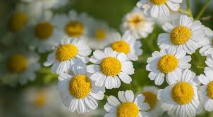 10 Amazing Mosquito Repellent Plants