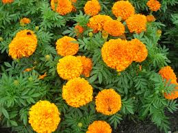 10 Amazing Mosquito Repellent Plants