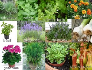 10 Amazing Mosquito Repellent Plants