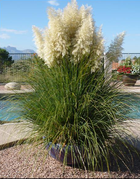10 Amazing Mosquito Repellent Plants