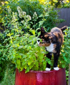 10 Amazing Mosquito Repellent Plants
