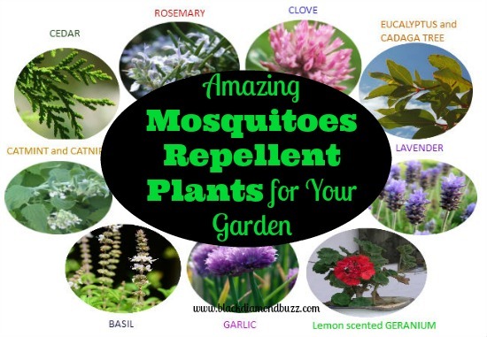 Amazing Mosquitoes Repellent Plants