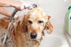 21 AMAZING USES OF HYDROGEN PEROXIDE FOR EVERYONE