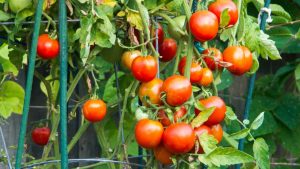 12 Most Insanely Uses of Epsom Salt for the Garden