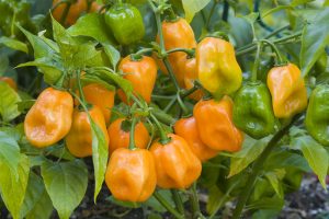 12 Most Insanely Uses of Epsom Salt for the Garden