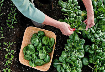 Top 8 Natural Insecticide and why is Safe for your Garden