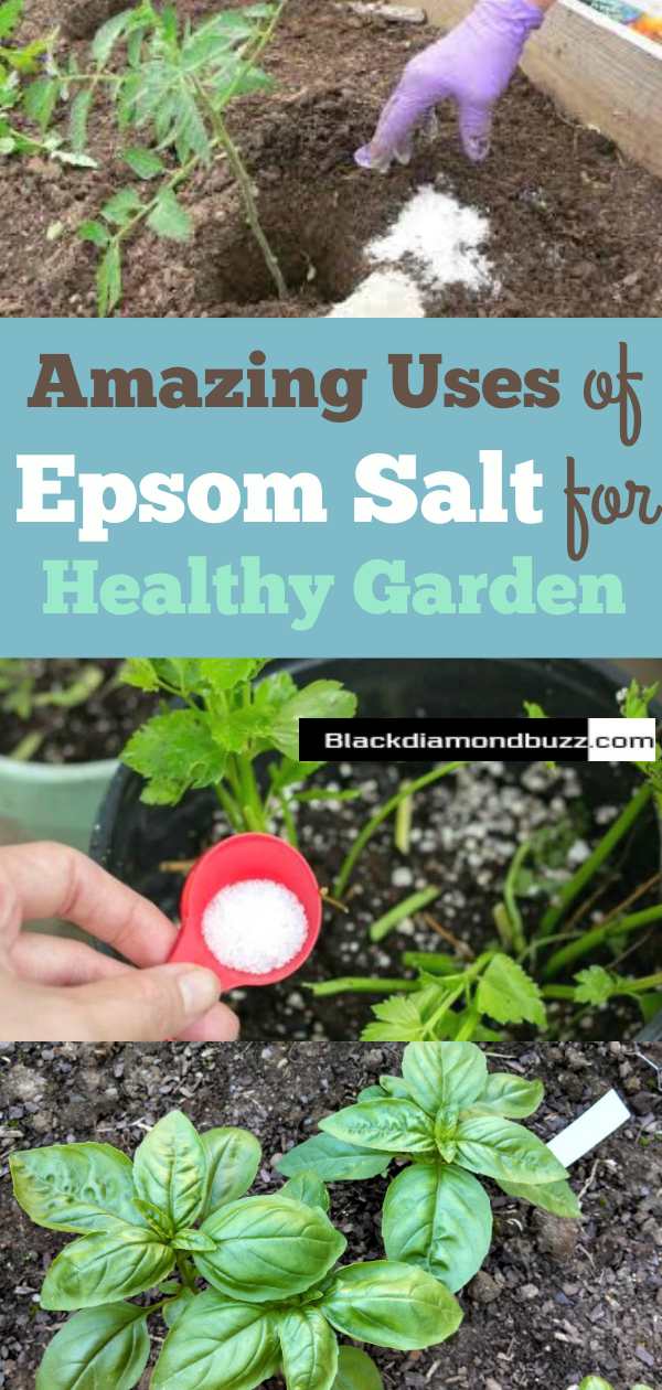 Uses of Epsom Salt for the Garden