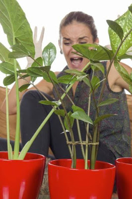 Top 8 Natural Insecticide and why is Safe for your Garden