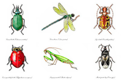 Top 8 Natural Insecticide and why is Safe for your Garden