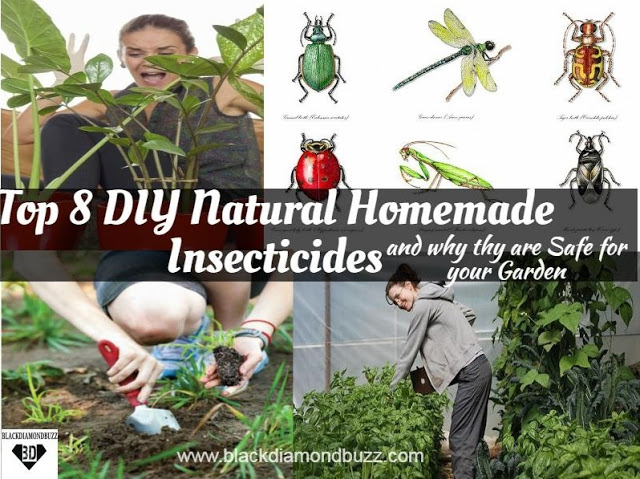 Top 8 Natural Insecticide and why is Safe for your Garden