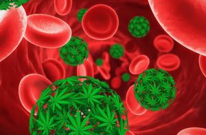 cannabis kills cancer cells