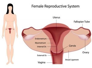 natural cures for bacterial vaginosis
