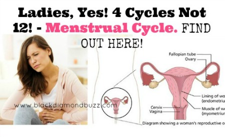  Menstrual Cycle 