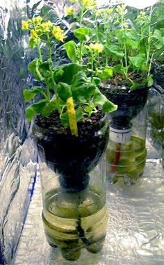  Amazing things To Make from Plastic Bottles