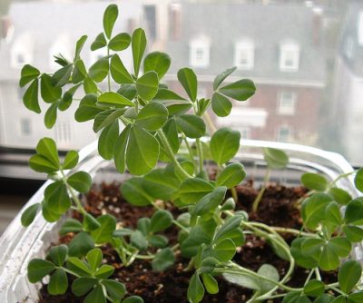 12 Incredible Medicinal Plants for Your Garden And Their Uses