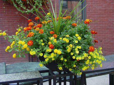11 Incredible Medicinal Plants for Your Garden And Their Uses