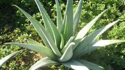 11 Incredible Medicinal Plants for Your Garden And Their Uses