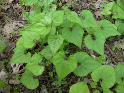 11 Incredible Medicinal Plants for Your Garden And Their Uses