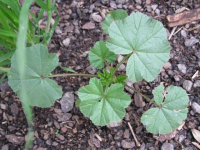 12 Incredible Medicinal Plants for Your Garden And Their Uses