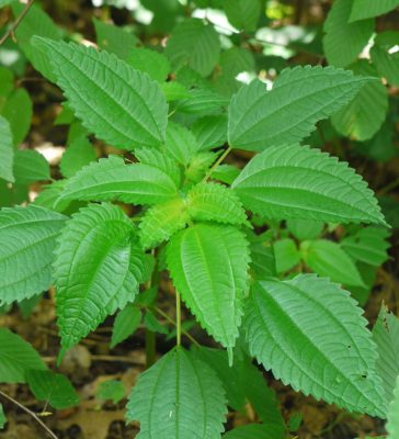 12 Incredible Medicinal Plants for Your Garden And Their Uses