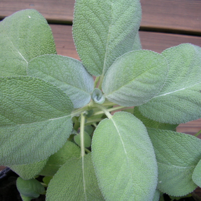 11 Incredible Medicinal Plants for Your Garden And Their Uses