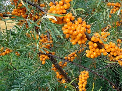 12 Incredible Medicinal Plants for Your Garden And Their Uses