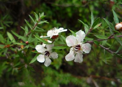 11 Incredible Medicinal Plants for Your Garden And Their Uses