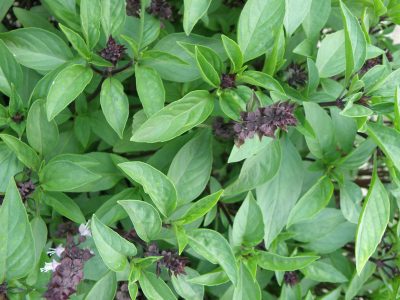 11 Incredible Medicinal Plants for Your Garden And Their Uses