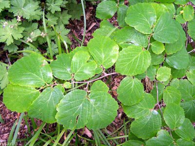 12 Incredible Medicinal Plants for Your Garden And Their Uses