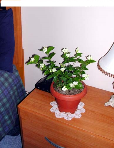 8 Best Cleaning Tips on How to Keep Your House Clean and Smelling Good Always