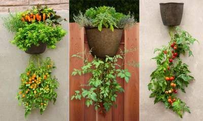 How To Grow Tomatoes Plant Step By Step Guide - Best Tomatoes Growing Tips