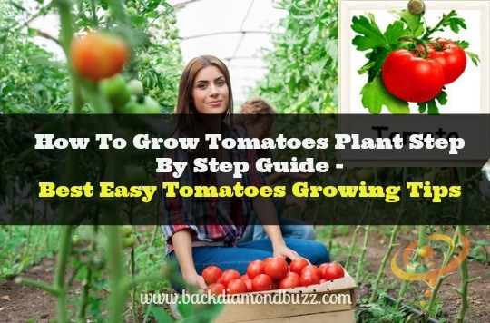 How To Grow Tomatoes Plant Step By Step Guide - Best Tomatoes Growing Tips