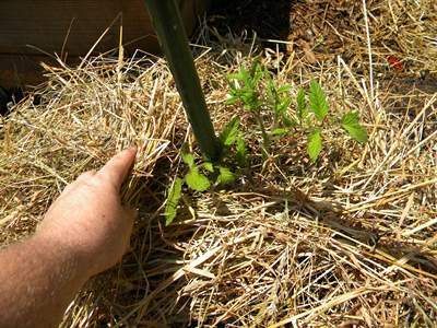 How To Grow Tomatoes Plant Step By Step Guide - Best Tomatoes Growing Tips