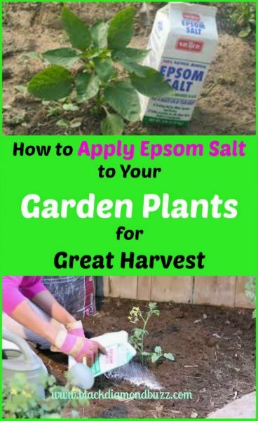 How To Grow Tomatoes Plant Step By Step Guide - Best Tomatoes Growing Tips