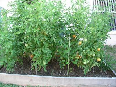 How To Grow Tomatoes Plant Step By Step Guide - Best Tomatoes Growing Tips