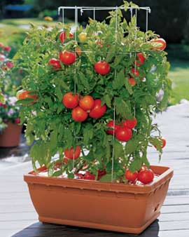How To Grow Tomatoes Plant Step By Step Guide - Best Tomatoes Growing Tips