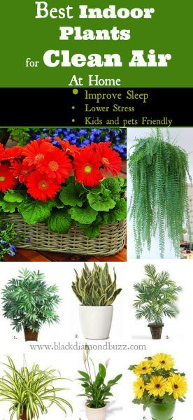 7 Best Air Cleaning Plants for Home Garden & Indoor Air Purification