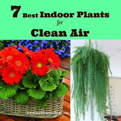 7 Best Indoor Plants for Clean Air