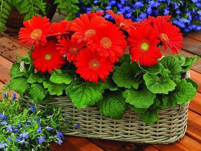 7 Best Air Cleaning Plants for Home Garden & Indoor Air Purification