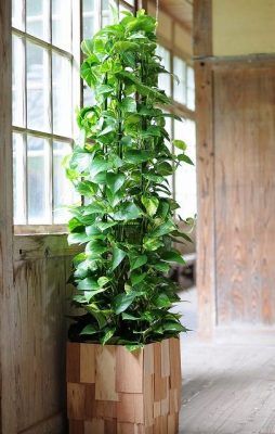 7 Best Air Cleaning Plants for Home Garden & Indoor Air Purification