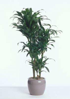 7 Best Air Cleaning Plants for Home Garden & Indoor Air Purification
