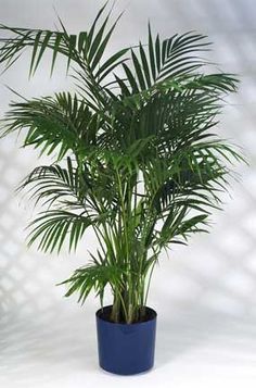 7 Best Air Cleaning Plants for Home Garden & Indoor Air Purification