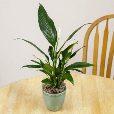 7 Best Air Cleaning Plants for Home Garden & Indoor Air Purification