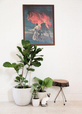 English Ivy - 7 Best Air Cleaning Plants for Home Garden & Indoor Air Purification